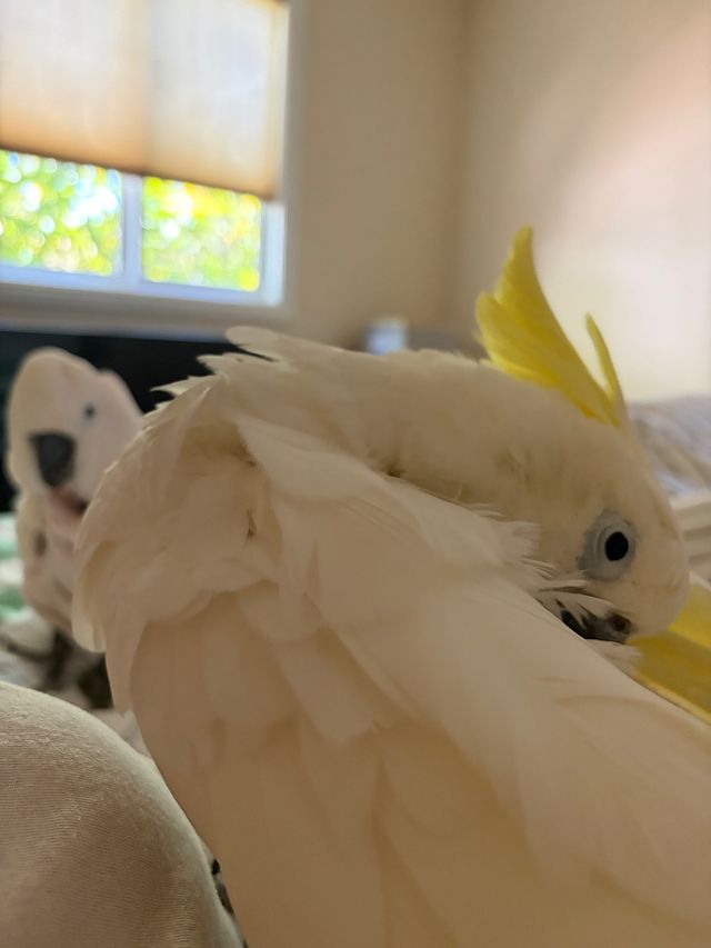 Parrot Priestess tarot with Parrots image 4