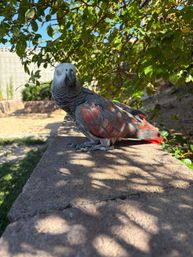 Close-up of a curious African grey parrot with scalloped gray feathers and bright red tail perched on a sunlit backyard stone wall under leafy branches