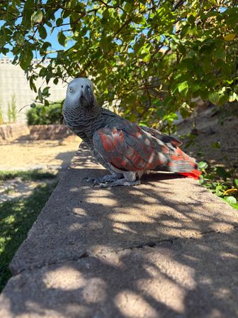 Close-up of a curious African grey parrot with scalloped gray feathers and bright red tail perched on a sunlit backyard stone wall under leafy branches