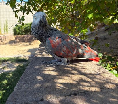 Close-up of a curious African grey parrot with scalloped gray feathers and bright red tail perched on a sunlit backyard stone wall under leafy branches