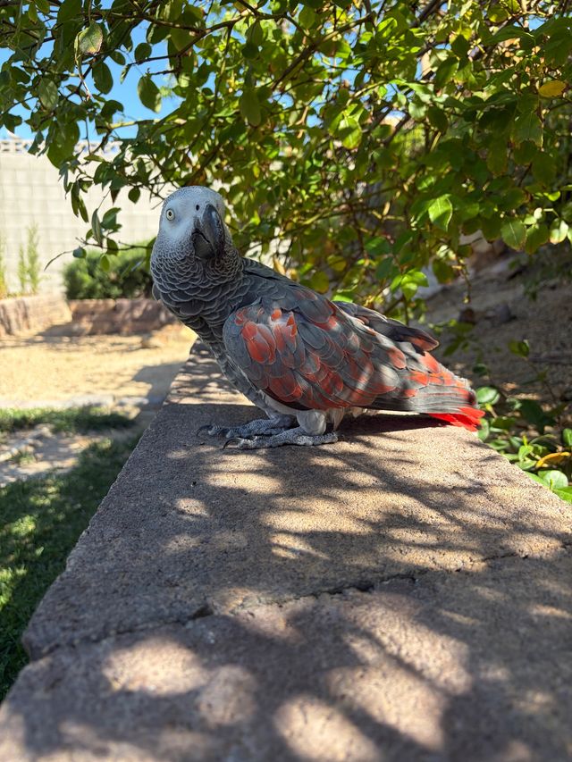 Close-up of a curious African grey parrot with scalloped gray feathers and bright red tail perched on a sunlit backyard stone wall under leafy branches