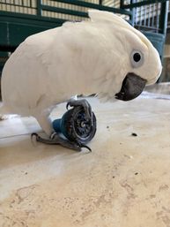 Close-up of a playful white cockatoo on a tiled floor gripping a blue toy wheel with its foot, black beak and pale eye visible, indoor cage in the background.