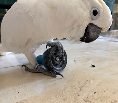 Close-up of a playful white cockatoo on a tiled floor gripping a blue toy wheel with its foot, black beak and pale eye visible, indoor cage in the background.