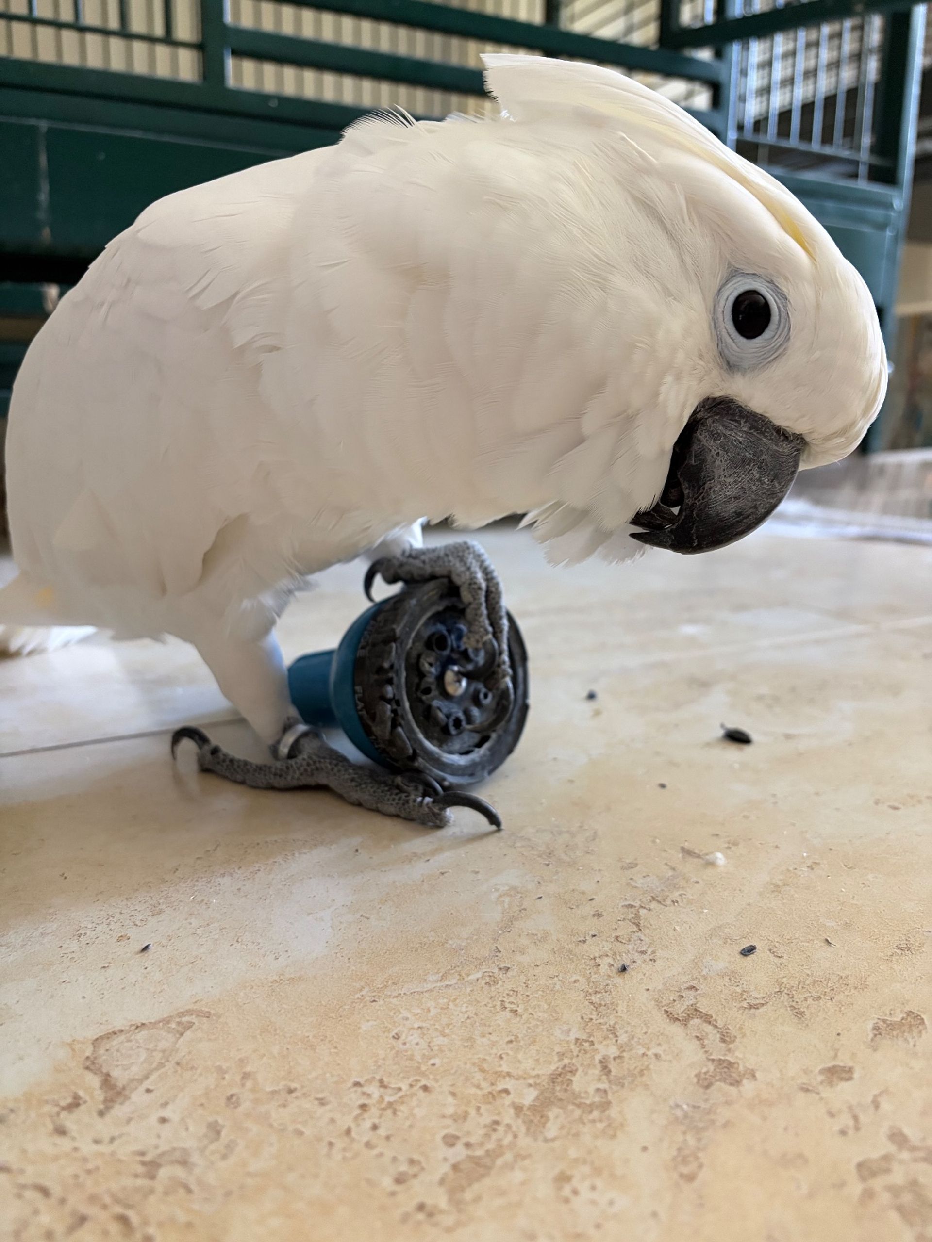 Close-up of a playful white cockatoo on a tiled floor gripping a blue toy wheel with its foot, black beak and pale eye visible, indoor cage in the background.
