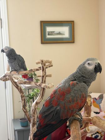 Parrot Priestess tarot with Parrots image 9