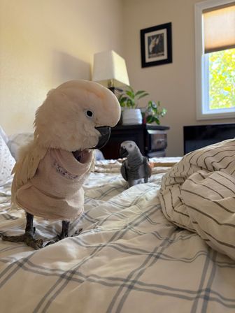 Playful white cockatoo wearing a soft vest stands on a plaid bedspread in a sunlit bedroom, with an African grey parrot nearby by a nightstand and window.