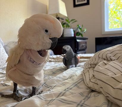 Playful white cockatoo wearing a soft vest stands on a plaid bedspread in a sunlit bedroom, with an African grey parrot nearby by a nightstand and window.