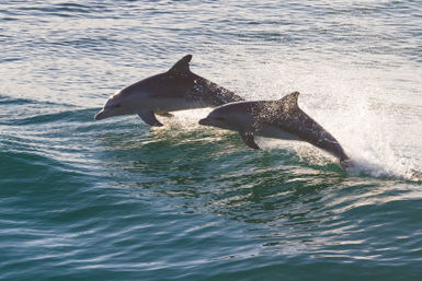 Two bottlenose dolphins leaping through sunlit coastal waters, splashing over turquoise-green waves