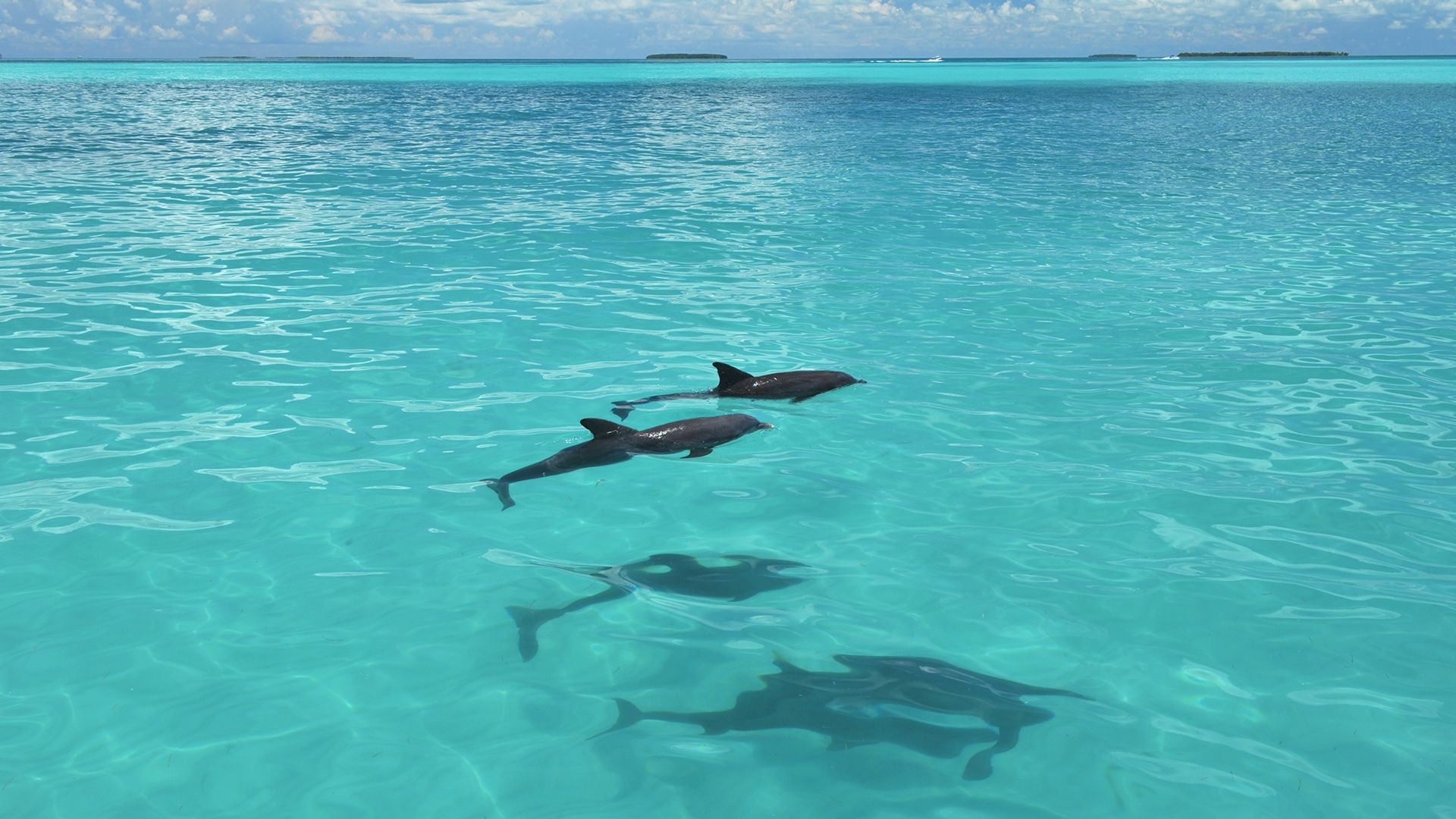 Two dolphins gliding near the surface of clear turquoise tropical water, casting shadows below with low islands and a partly-cloudy sky on the horizon