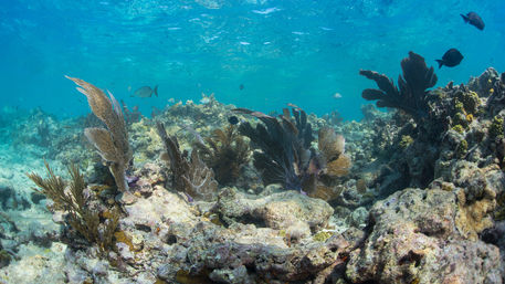 Vibrant shallow tropical coral reef with swaying sea fans, rocky coral formations and small reef fish in clear turquoise water