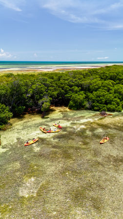Aerial view of bright orange kayaks and paddlers gliding through clear shallow water beside dense green mangroves on a turquoise tropical coastline under a blue sky