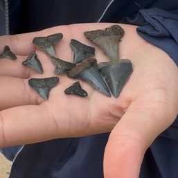 Close-up of a palm holding several dark fossilized shark teeth of various sizes and triangular shapes with sandy texture — small beach fossil find.