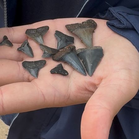 Close-up of a palm holding several dark fossilized shark teeth of various sizes and triangular shapes with sandy texture — small beach fossil find.