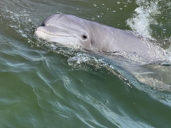 Close-up of a bottlenose dolphin surfacing — gray rostrum and eye breaking green coastal water with playful splashing ripples.