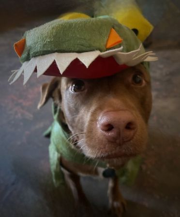 Adorable brown dog wearing a plush green dinosaur costume hat with white felt teeth and orange eye accents, looking up at the camera indoors.
