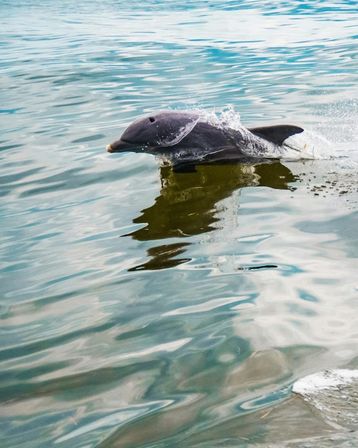 Crab Island & Dolphin Adventure (IN-WATER on Sandbar) image 10