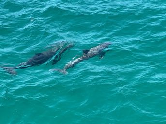 Crab Island & Dolphin Adventure (IN-WATER on Sandbar) image 8