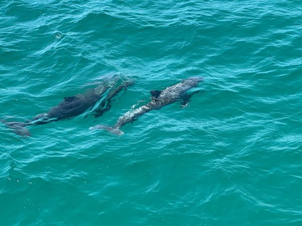 Crab Island & Dolphin Adventure (IN-WATER on Sandbar) image 8
