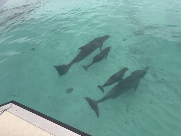 Crab Island & Dolphin Adventure (IN-WATER on Sandbar) image 4