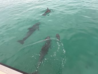 Crab Island & Dolphin Adventure (IN-WATER on Sandbar) image 5
