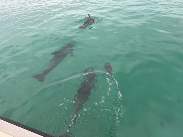 Crab Island & Dolphin Adventure (IN-WATER on Sandbar) image 5
