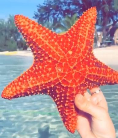 Hand holding a vibrant red spiny starfish above clear shallow turquoise water with a sandy tropical beach and palm trees in the background.
