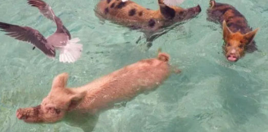 Three playful pigs swimming in clear turquoise tropical water with a seagull nearby