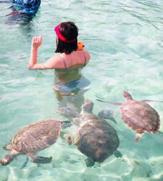 Person wading in clear tropical turquoise water with three sea turtles swimming nearby in a close-up snorkeling wildlife encounter.