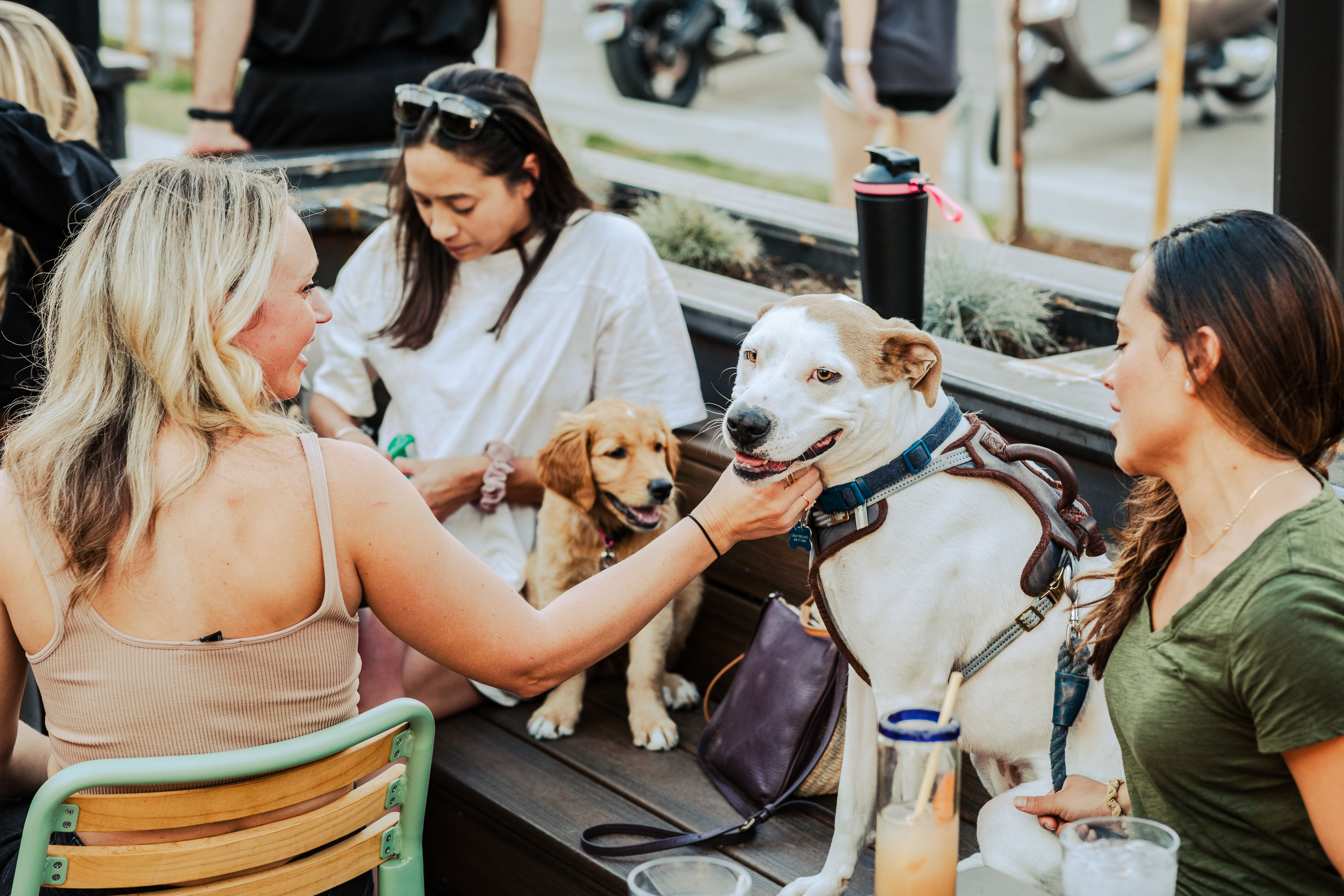 Group of friends on a dog-friendly outdoor cafe patio petting two dogs — a harnessed white mixed-breed and a golden retriever puppy — drinks on the table during a casual gathering.