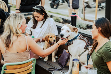 Group of friends on a dog-friendly outdoor cafe patio petting two dogs — a harnessed white mixed-breed and a golden retriever puppy — drinks on the table during a casual gathering.