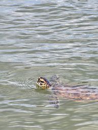 Sea turtle popping its head above calm, rippled coastal water — close-up showing patterned shell and flipper.