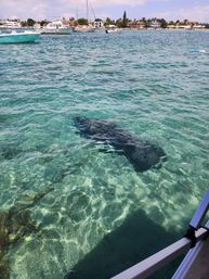 Sparkling turquoise coastal water by a dock with boats and waterfront homes in the distance, a large dark shadowy marine shape visible beneath the surface.