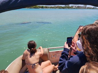 People on a small boat photographing two manatees swimming near the surface in clear turquoise coastal water on a sunny day with a distant shoreline and buildings