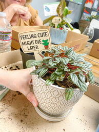 Private DIY Plant and Succulent Bar image 2