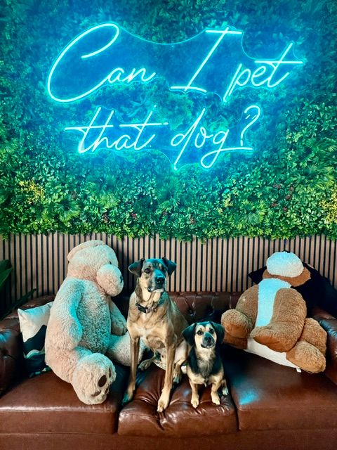 Two dogs sitting on a brown leather couch between oversized stuffed bears under a neon blue sign reading 'Can I pet that dog?' mounted on a green plant wall in a pet-friendly indoor lounge.