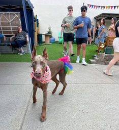 Brown dog wearing a colorful rainbow tutu and patterned bandana walking toward the camera at a sunny outdoor patio/backyard party with people socializing on artificial turf and lounge seating.
