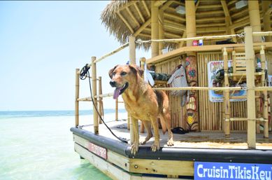 Wet brown dog panting on a bamboo tiki raft bar overlooking clear turquoise shallow ocean on a sunny tropical beach.