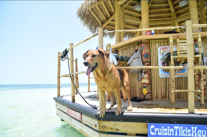 Wet brown dog panting on a bamboo tiki raft bar overlooking clear turquoise shallow ocean on a sunny tropical beach.
