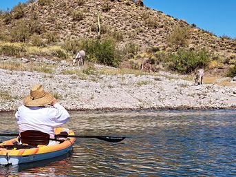 Person in a straw hat kayaking on a calm desert river, watching three wild burros graze along a rocky shoreline with a saguaro cactus and arid hillside under a clear blue sky.