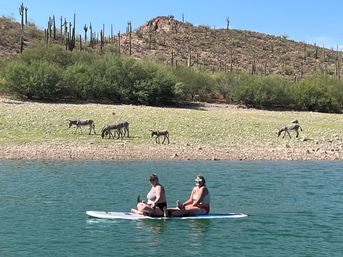 Two people on a paddleboard on a turquoise lake in the Sonoran Desert, with grazing burros along a rocky shore and saguaro cactus-studded hills.