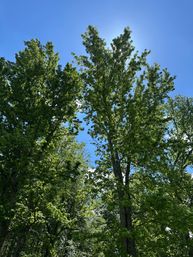 Looking up through tall green oak trees with sunlight peeking through leaves against a clear blue summer sky — lush forest canopy