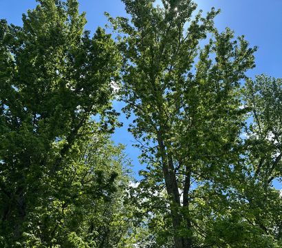 Looking up through tall green oak trees with sunlight peeking through leaves against a clear blue summer sky — lush forest canopy