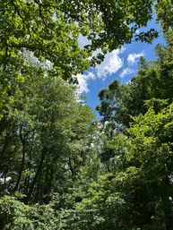 Leafy tree canopy in a sunlit woodland, looking up through bright green leaves to a clear blue summer sky with fluffy white clouds.