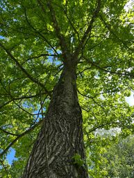 Looking up a tall oak tree trunk with rough bark into a sun-dappled green leaf canopy and patchy blue summer sky