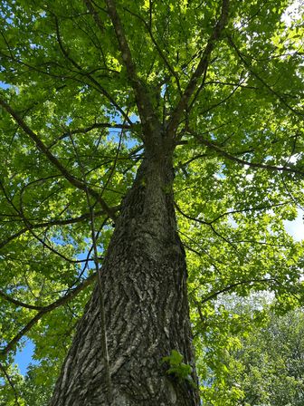Looking up a tall oak tree trunk with rough bark into a sun-dappled green leaf canopy and patchy blue summer sky