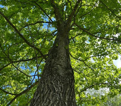 Looking up a tall oak tree trunk with rough bark into a sun-dappled green leaf canopy and patchy blue summer sky