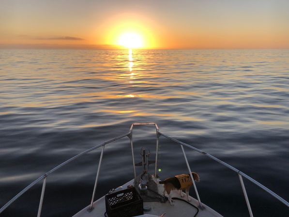 Sunset over a calm open ocean viewed from a boat bow, golden sun reflecting on rippled water, small dog in a yellow life jacket standing on the deck.