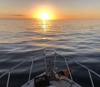 Sunset over a calm open ocean viewed from a boat bow, golden sun reflecting on rippled water, small dog in a yellow life jacket standing on the deck.