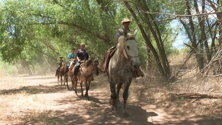 Scenic group horseback ride along a sunlit, tree-lined dirt trail, horses kicking up dust under summer trees