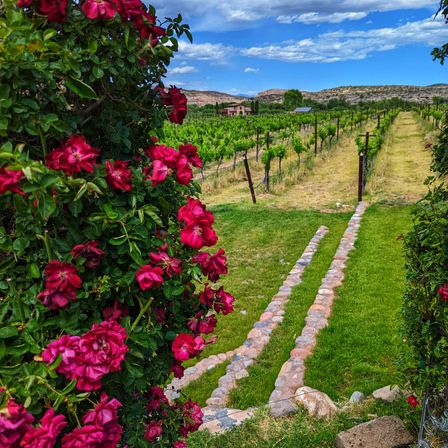 Countryside vineyard rows stretching toward rolling hills under a blue sky, framed by vibrant magenta climbing roses and twin stone-track paths through green grass toward a distant farmhouse.